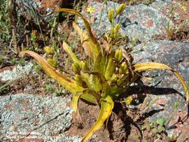   Fruits:   Wurmbea australis ; Photo by South Australian Seed Conservation Centre, used with permission
